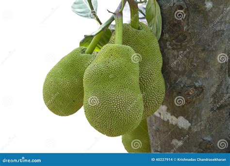 Jack Fruit Tree in South India. Stock Photo - Image of forest, asia: 40227914