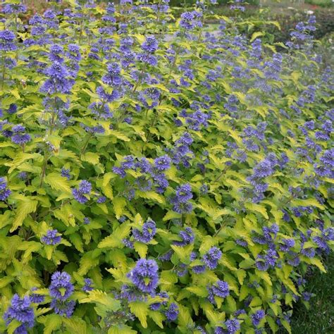Buy bluebeard Caryopteris × clandonensis 'Hint of Gold ('Lisaura') (PBR ...