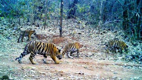 Tigress gives birth to 4 cubs in Navegaon Nagzira Tiger Reserve of ...