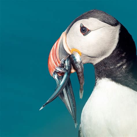 SKUA NATURE (2026) All You Need to Know BEFORE You Go (with Photos ...