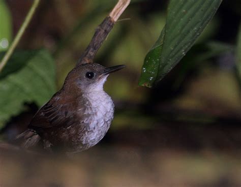 Scaly-breasted Wren (Southern) - eBird