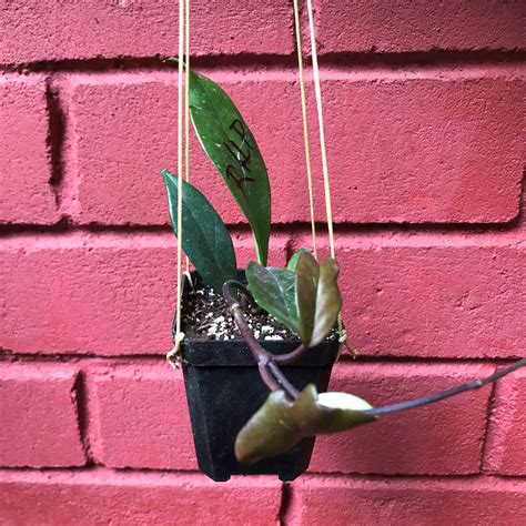 Hoya Pubicalyx Royal Hawaiian Purple Plant