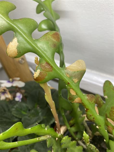 Hey folks! My fishbone cactus has these red and translucent-ish spots ...