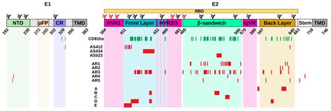 Mechanisms of Hepatitis C Virus Escape from Vaccine-Relevant ...