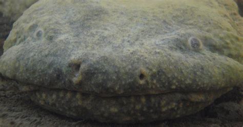 A Salamander’s Struggle for Survival | U.S. Fish & Wildlife Service