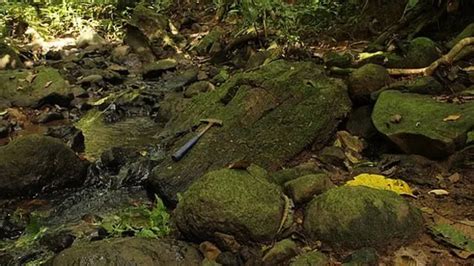 22-million-year-old lost forest resurfaces in Panama Canal!, Panama ...