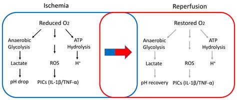 Sympathetic Nerve Activity and Blood Pressure Response to Exercise in ...