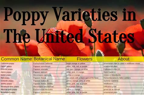 How To Save Poppy Seeds - Backyard University