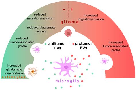 Microglial Extracellular Vesicles as Modulators of Brain Microenvironment in Glioma