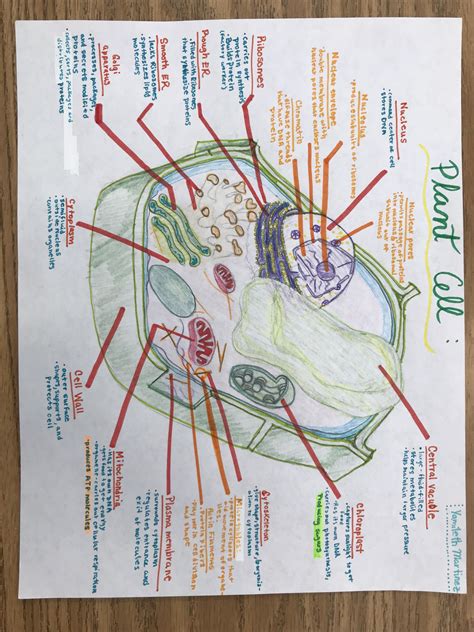 Plant cell drawing in color – Artofit
