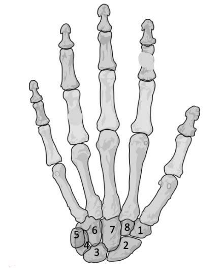 Image result for Hand Labeling