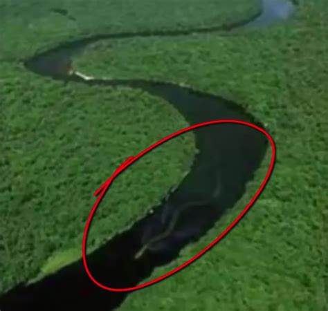 6 Biggest Snakes Ever Found in the World! - Genmice