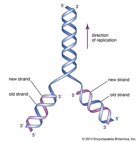 Image result for DNA Formation Process