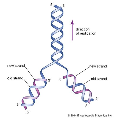 DNA | Definition, Discovery, Function, Bases, Facts, & Structure ...