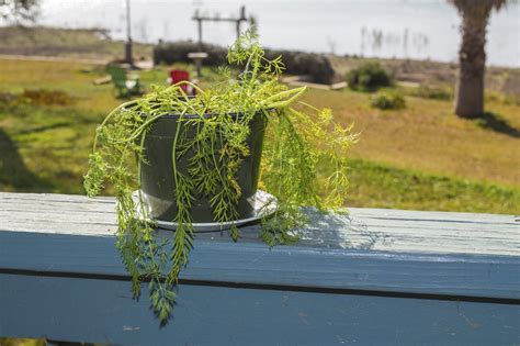 Potted Dill Plant Care: Tips For Growing Dill In Containers | How to ...