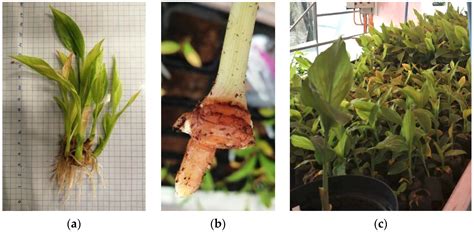 In Vitro Propagation of Easter Island Curcuma longa from Rhizome ...