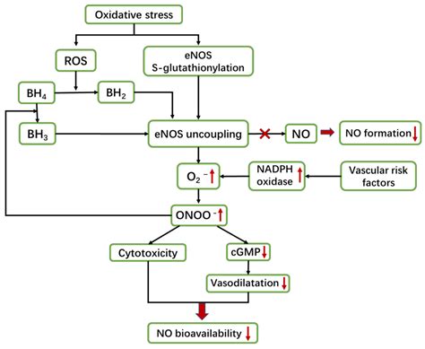 The Roles of Nitric Oxide Synthase/Nitric Oxide Pathway in the ...