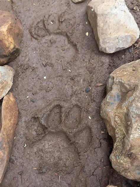 Indore: Elusive Tiger’s Pugmarks Found Near Badgonda Nursery