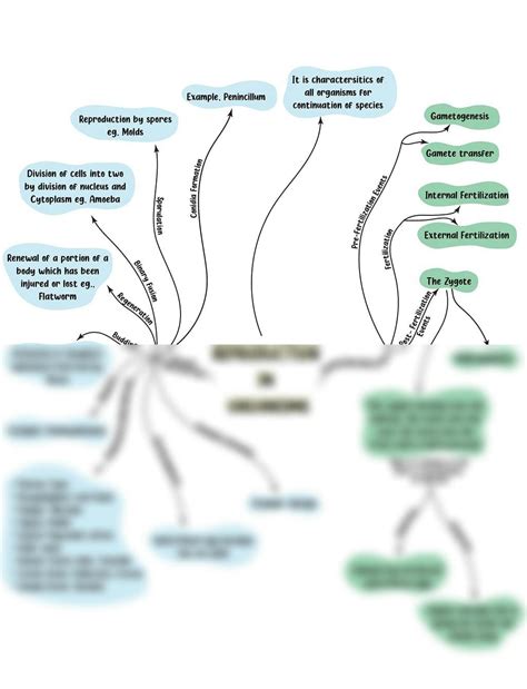 External Fertilization Diagram