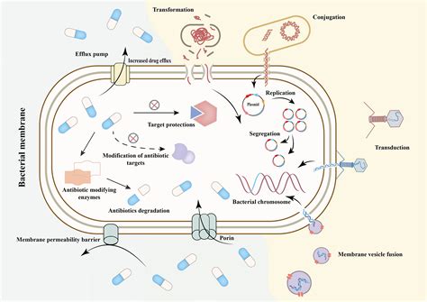 Mechanisms Of Antibiotic Resistance