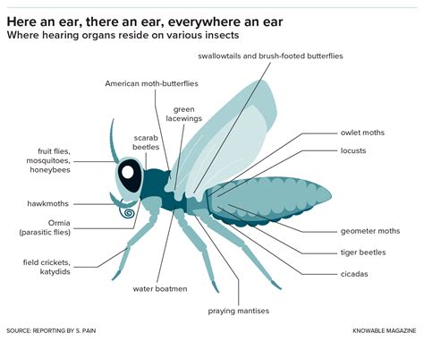 Awesome Ears: The Weird World of Insect Hearing | Scientific American
