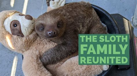 Image result for Zootopia Sloth Sad