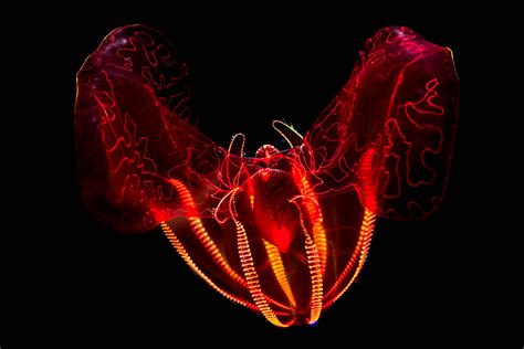 Bloodybelly comb jelly | Animals | Monterey Bay Aquarium