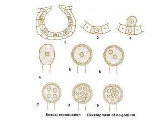 Image result for Echiler Classification System