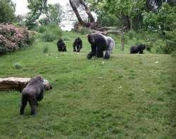 ZooLex Exhibit - Gorilla Forest