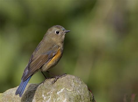 Orange-flanked Bush-Robin - Tarsiger cyanurus - Muscicapidae - Birding ...