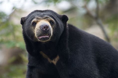 Sun Bear