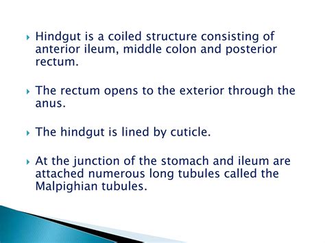 Image result for Digestive System of Cockroach