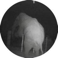 Mitigating Human-Elephant Conflict | KANS