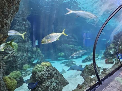 Downtown Aquarium, Denver, CO: Information, Tickets and Reviews