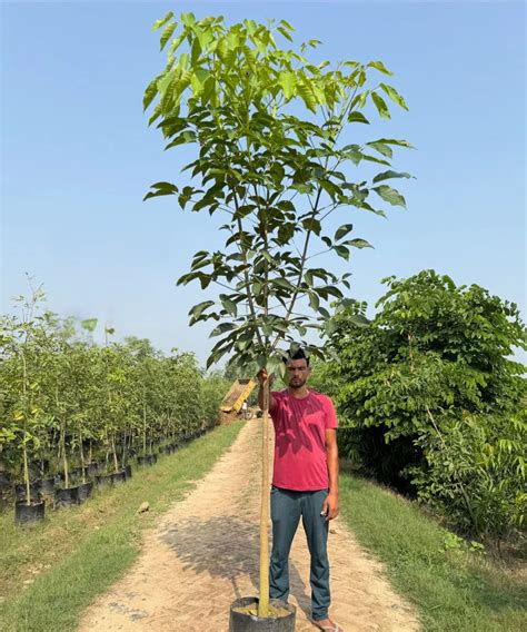 Tabebuia Rosea | Wholesale Nursery Plant Supplier – Bagwani Nursery
