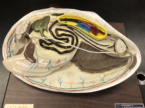 Image result for Clam Level 2