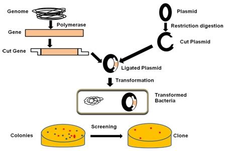 Figure 13.1: An Over-view of different steps involved in cloning.
