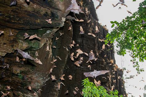 Threats to Bats – Bat Conservation India Trust