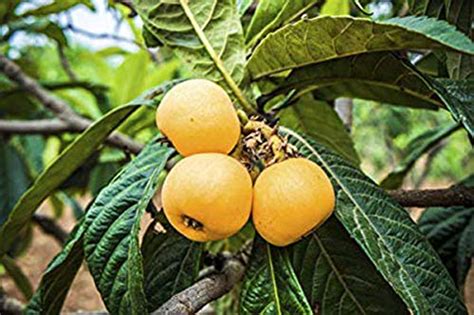 Plants Point Rare Exotic Tropical Fruit" Loquat Japanese Medlar Plum ...