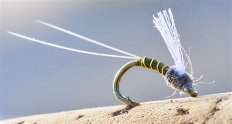 Image result for Magic String Fly