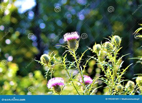 National Flower of Scotland Stock Image - Image of botanical, flower ...