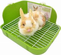Image result for Indoor Rabbit Litter Boxes