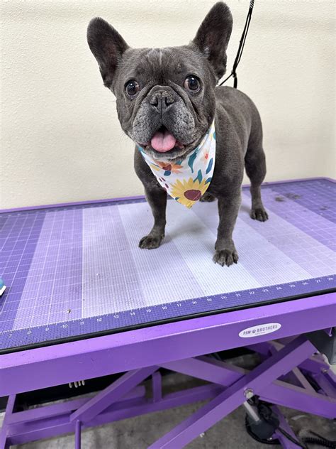 Gallery - Scrub-a-Dub Dog Grooming