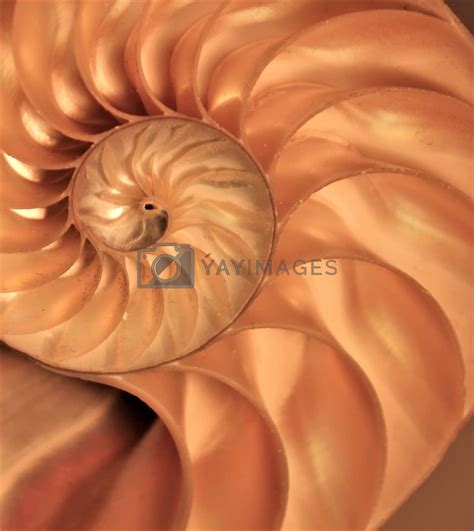 Image result for Fibonacci Shell