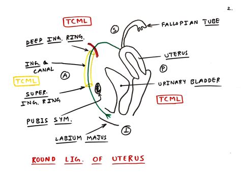 Round ligament of uterus - TCML - The Charsi of Medical Literature