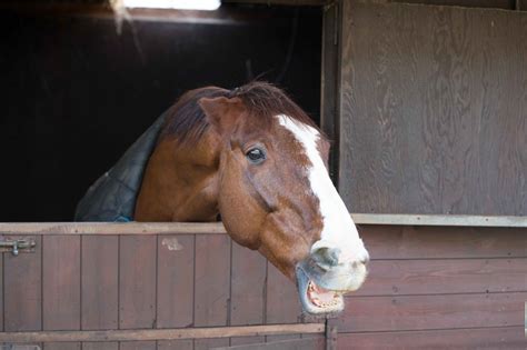 Horse Behavior, Equines, Horses, Angry, Animals, Animales, Animaux, Animal, Animais