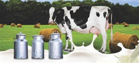 cattle-snf-milk-blog-image-1024x465.jpg | Dairy Knowledge Portal