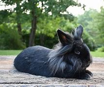 Image result for Cute Anime Rabbit Black and White
