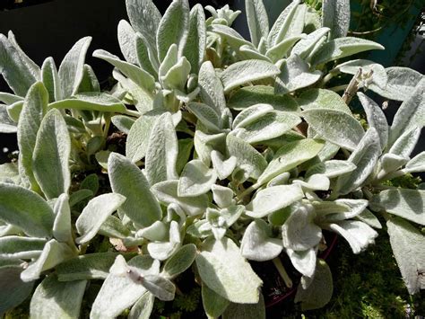 Lamb’s ears | Plant, Description, & Facts | Britannica