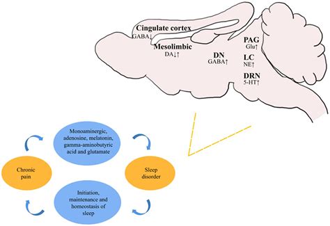 Frontiers | Sleep disorders in chronic pain and its neurochemical mechanisms: a narrative review